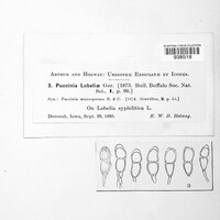 Puccinia lobeliae image